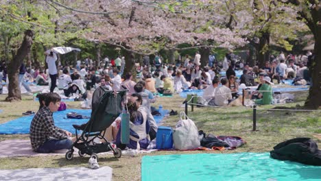 Families-and-Friends-Gather-at-Yoyogi-Park-for-Picnic