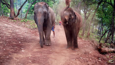 Asiatischer-Elefant-Bewirft-Sich-Beim-Spaziergang-Mit-Touristen-Mit-Schmutz