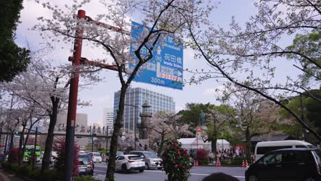 Tokyo-Streets-in-Spring,-Sakura-Trees-Bloom-over-City-Traffic
