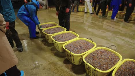 Frischer-Glühwürmchen-Tintenfischfang-Auf-Dem-Fischmarkt-In-Amerikawa