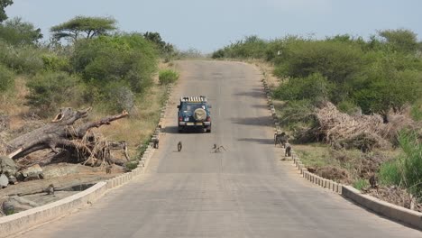 4x4-vehicle-drive-on-Kruger-Park-route-with-monkeys-crossing-the-asphalt-road