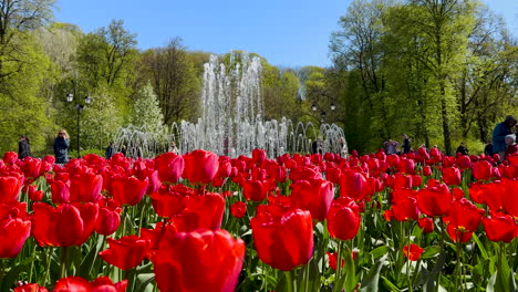 Red-Tulips-at-a-Dancing-Fountain-in-Vilnius,-beauty-of-spring-in-Lithuania's-capital
