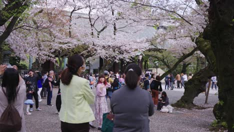 Hanami-Im-Yasukuni-Schrein,-Tokio-Frühling,-Während-Die-Menschen-Blumen-Betrachten