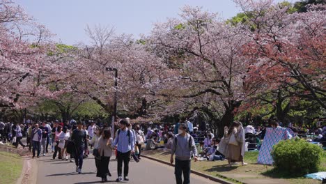 Sakura-in-Full-Bloom-at-Yoyogi-Park,-Tokyo-in-Spring