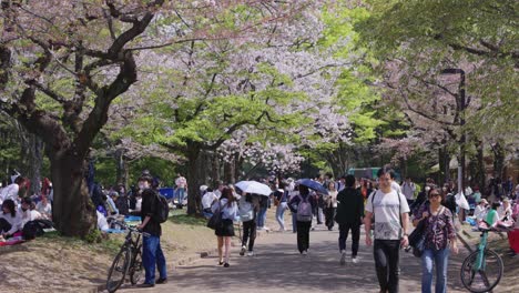 Beautiful-Spring-Day-in-Japan,-Sakura-Petals-in-the-air-of-Yoyogi-Park