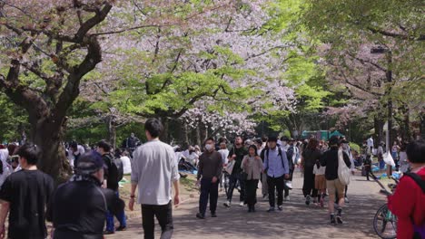 Sakura-Blütenblätter-Fallen-über-Picknicks-Und-Menschen,-Während-Die-Kirschblütensaison-Im-Frühling-Beginnt