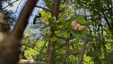 timelapse-of-a-blossom-of-an-apple-tree