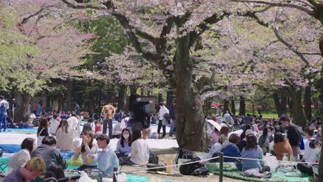 Fröhliche-Feierlichkeiten,-Während-Tokio-Im-Park-Den-Frühlings-Sakura-Feiert