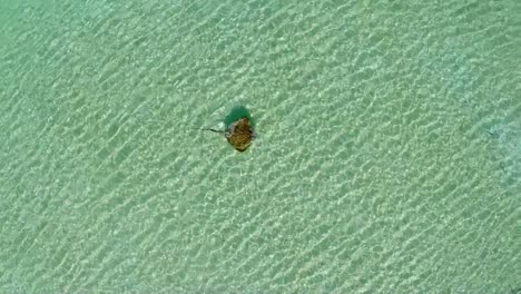 Eine-Drohne-Umkreist-Und-Filmt-Einen-Stachelrochen,-Der-Im-Klaren-Wasser-Des-Great-Barrier-Reef-Schwimmt
