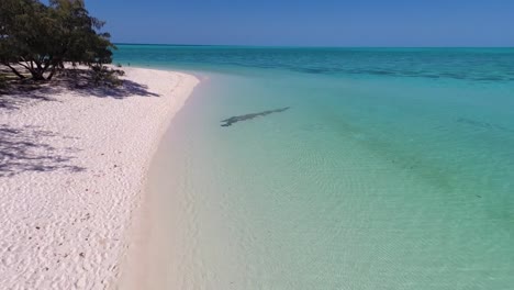 Camera-flies-along-the-beautiful-white-beach-and-clears-waters-of-Heron-Island