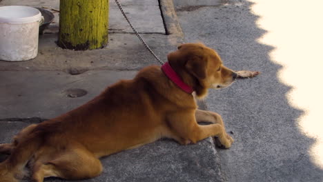 Neglected-Sad-Dog-tied-in-a-Electric-Pole-in-the-Street,-Philippines
