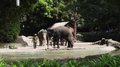 Elefant-Läuft-Auf-Planke,-Zooshow-In-Singapur