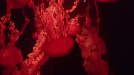 Riesige-Rote-Qualle---Medusa-Im-Lost-Chambers-Aquarium-In-Atlantis,-Der-Palme,-Dubai,-Vereinigte-Arabische-Emirate