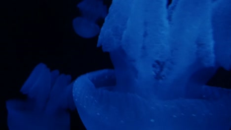 Giant-Blue-blubber-jellyfish-at-The-Lost-Chambers-Aquarium-in-Atlantis-The-Palm-Dubai-UAE