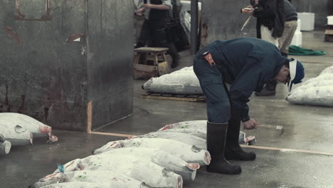 Inspektion-Des-Frischen-Thunfischs-Während-Der-Auktion-Auf-Dem-Tsukiji-Fischmarkt