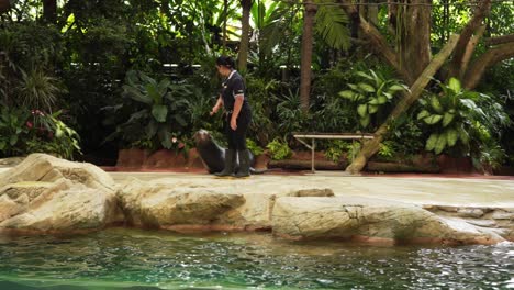 clever-walrus-performs-with-zoo-keeper-singapore-zoo