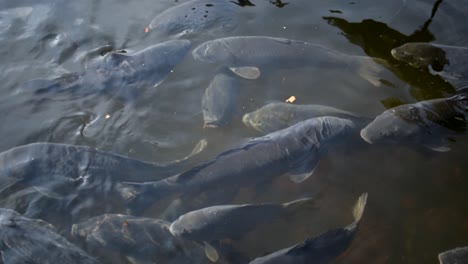 Steady-shot-of-black-carp-koi-fish-swimming-in-a-pond