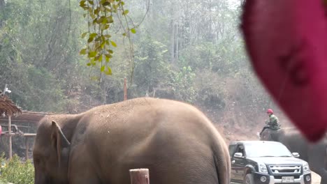 trapped-elephant-needs-our-help