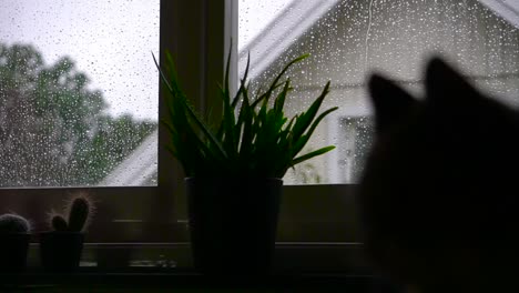 Silhouette-Einer-Katze,-Die-Auf-Das-Schlechte-Wetter-Blickt