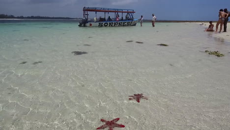 Red-starfish-cover-the-white-sand-beaches-near-an-island-near-Watatmu,-Kenya