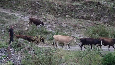 Ein-Mann-Begleitet-Eine-Kuhherde-Im-Chevsureti-Gebirge-Auf-Einem-Steinweg