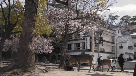Group-of-Peaceful-Japanese-Sika-Deer-in-Front-of-a-Beautiful-House