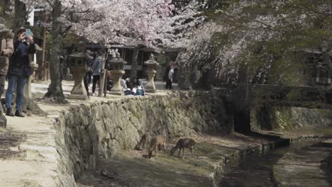 Wide-Shot-of-Calm-Sika-Deer-Very-Close-to-Tourists-in-Miyajima-Japan