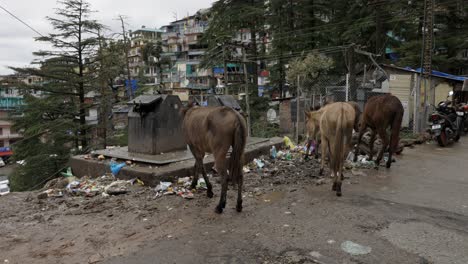 Animals,-Donkeys-eating-in-trash-yard