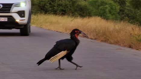 Ground-Hornbill-crossing-asphalt-road-near-safari-vehicles,-Kruger-National-Park