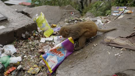 Tiere,-Affen,-Die-Im-Müllhof-Fressen