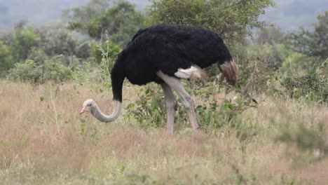 Black-Necked-South-African-Ostriches-feed-on-roots-and-seeds-on-half-dry-vegetation