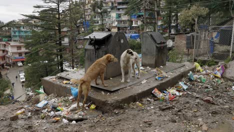 Animals,-Dogs-eating-in-trash-yard