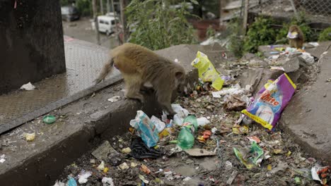 Animals,-Monkeys-eating-in-trash-yard
