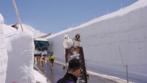 Focus-Reveal-Establishing-Shot-of-Murodo-Alpine-Snow-Wall-Road