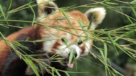 A-Red-Panda-Eating-Leaves-and-Branches-before-Curiously-Walking-Away-at-Odense-Zoo-surrounded-by-Lush-Greenery