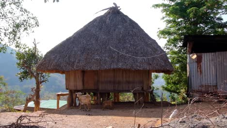 Traditionelles-Timoresisches-Reetdachhaus-Mit-Einer-Ziegenfamilie-In-Der-Ländlichen-Landschaft-Von-Timor-Leste