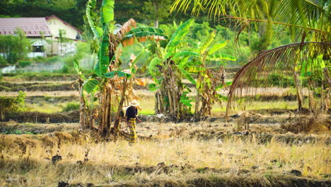 Wide-shot-of-asian-farmer-working-on-plantation-field-and-spraying-pesticide-in-Indonesia