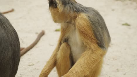 Afrikanischer-Kleiner-Sabaeus-Affe,-Der-Auf-Einer-Erdnuss-Im-Gambianischen-Naturschutzgebiet-Kaut