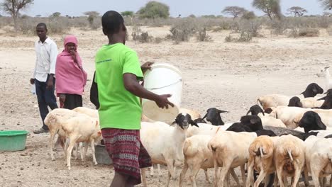 Afrika,-Kenia,-Kenianisch-somalische-Grenze-–-Kenianische-Frauen-Weiden-Eine-Schafherde-–-20.-August-2018