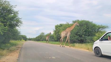 Giraffes-cross-road-in-front-of-car-safari-as-tourist-takes-pictures