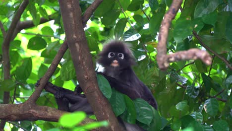 Wild Dusky Leaf Monkey, Spectacled Langur, Trachypithecus Obscurus