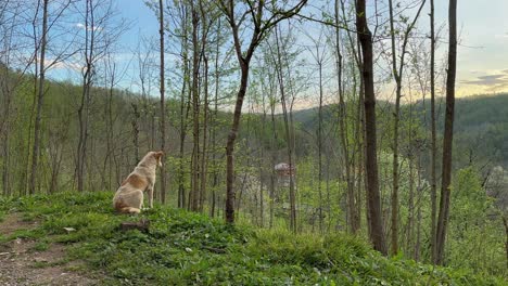 A-dog-stands-in-the-forest-alone-in-sunset-time-looking-at-nature-horizon-beautiful-scenic-moment-in-the-forest-hills-in-spring-time-in-middle-east-for-brown-white-animal-in-rural-life-in-Saudi-Arabia