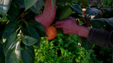 footage-of-worker-hands-picking-orange-paradise-apple-from-fruit-tree