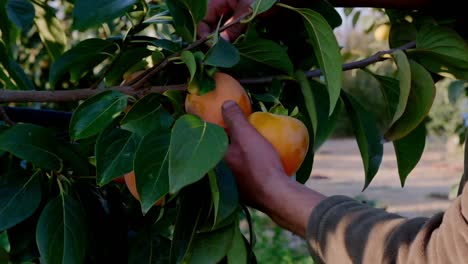 footage-of-worker-hands-picking-orange-paradise-apple-from-fruit-tree-green
