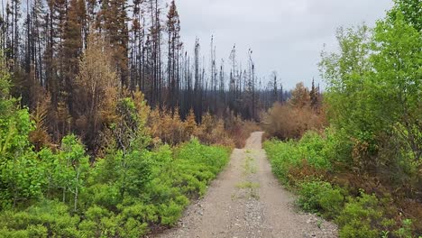 POV-drive-through-burnt-and-saved-forest-after-wildfire