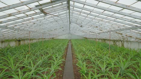 Static-Shot-inside-Pineapple-Farm-Greenhouse,-Fajã-de-Baixo,-Azores