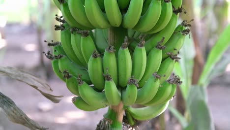 Plátanos-Frescos-Y-De-Color-Verde-Están-Listos-Para-El-Cultivo-En-El-Jardín-Orgánico