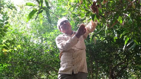 Front-close-up-scene-of-a-farmer-checking-the-mango-crop-in-his-horticultural-garden