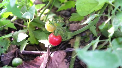 Lose-up-Szene-Einer-Tomatenpflanze-Mit-Reifen-Roten-Tomaten-Und-Rohen-Grünen-Tomaten