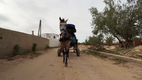 Front-view-of-moving-white-harnessed-horse-pulling-carriage-with-tourists-through-dusty-unpaved-streets-of-Tunisia